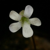 P_acuminata5_small