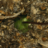 P_acuminata6_small