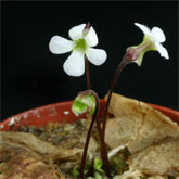 P_acuminata8_small