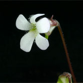 P_acuminata9_small