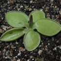 P_acuminata_small