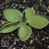 P_acuminata_small1