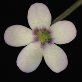 P_agnata1_small1