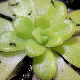 P_agnata2_small
