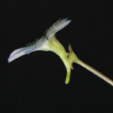 P_agnata3_small