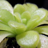 P_agnata4_small