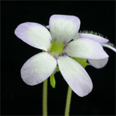 P_agnata_EKUMA2_small