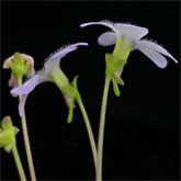 P_agnata_EKUMA3_small