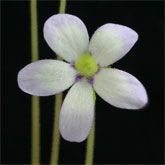 P_agnata_EKUMA_small