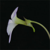 P_agnata_scent1_small