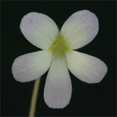 P_agnata_scent_small