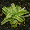 P_caerulea1_small