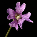 P_caerulea_small