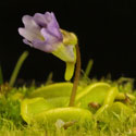 P_chilensis3_small1
