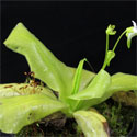 P_chuquisacensis3_small1