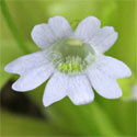 P_chuquisacensis_small