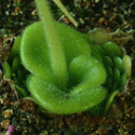 P_colimensis1_small