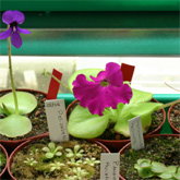 P_colimensis_small
