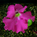P_colimensis_small2