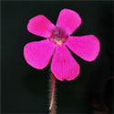 P_crassifolia4_small1