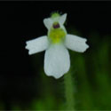 P_crenatiloba_small2