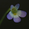 P_crystallina2_small