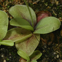 P_crystallina3_small