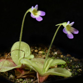 P_crystallina_small1