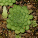 P_cyclosecta1_small
