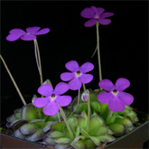 P_cyclosecta_small