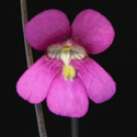 P_debbertiana1_small