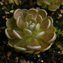 P_debbertiana_small