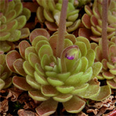 P_ehlersiae_StGert2_small