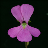 P_ehlersiae_pink2_small