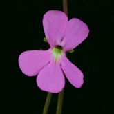 P_ehlersiae_pink_small