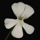 P_ehlersiae_white1_small