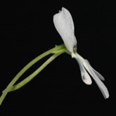 P_ehlersiae_white2_small