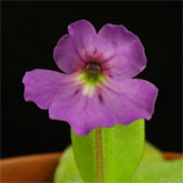 P_elizabethiae5_small