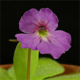 P_elizabethiae6_small