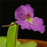 P_elizabethiae7_small