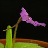 P_elizabethiae8_small