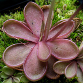 P_emarginata1_small1