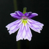 P_emarginata2_small