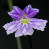 P_emarginata3_small