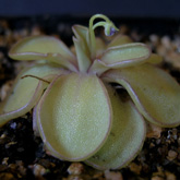 P_emarginata4_small