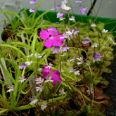 P_emarginata_moctezumae_sma