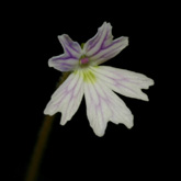 P_emarginata_pale1_small