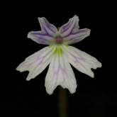 P_emarginata_pale_small