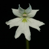 P_emarginata_purw_small