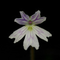 P_emarginata_small